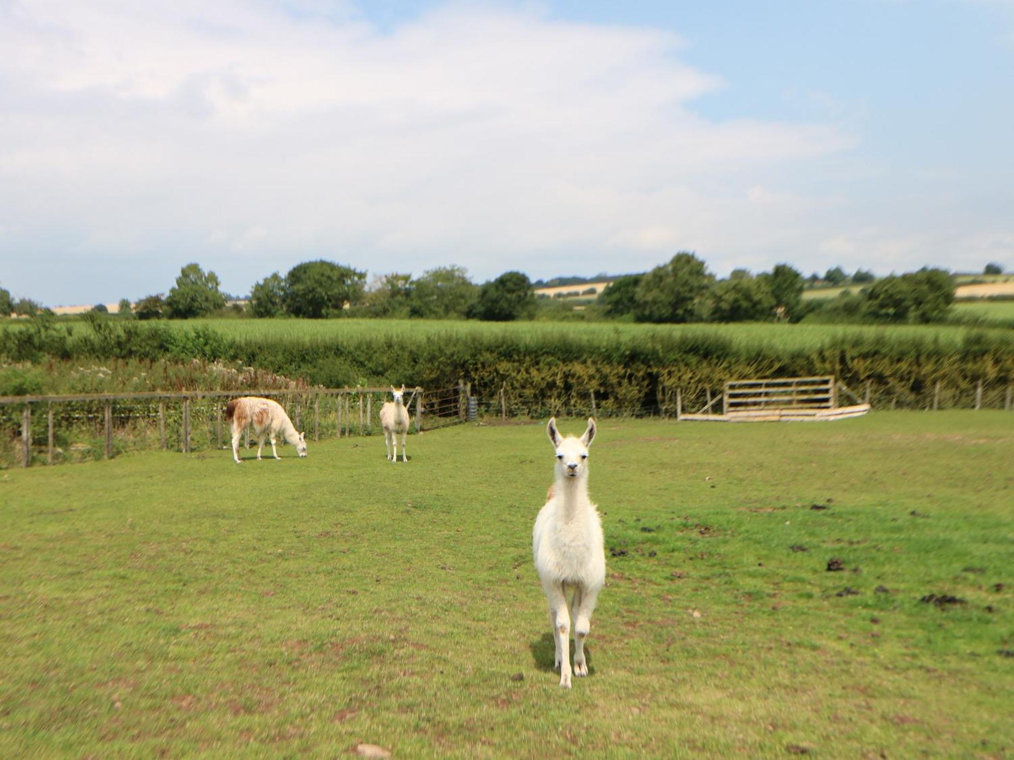Villa Cornfield Northallerton Esterno foto